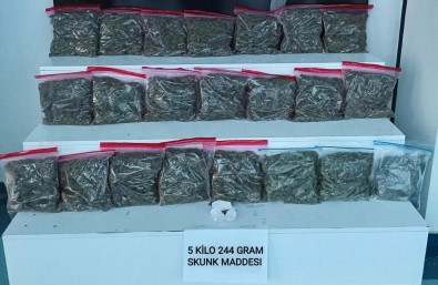 Kahve Ve Yag Ile Korunan Skunk Narkotik Köpeginden Geçemedi