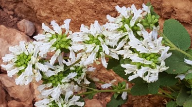 Ünlü Botanikçi Nemrut Dagi'nin Eteklerinde Yeni Bitki Kesfetti