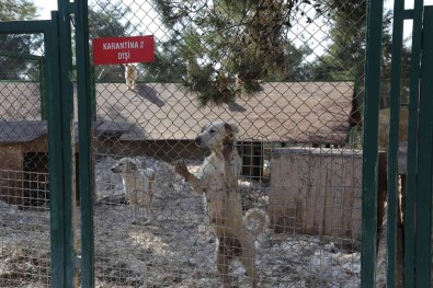 Büyüksehir'den Sokak Hayvanlari Için 50 Dönümlük Dogal Yasam Parki