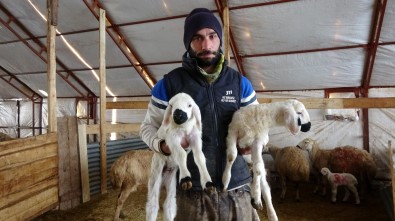 Çobanlik Degere Bindi, Patronlar Sürülerin Basina Geçip Çoban Oldu