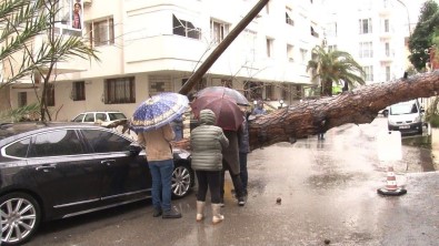 Maltepe'de Rüzgarin Etkisiyle Dev Agaç Milyonluk Otomobilin Üzerine Devrildi