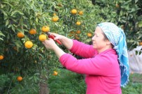 Mandalinalara Dijital Kimliklendirme Projesi