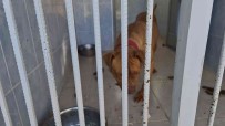 Yasakli Irk Köpek Besleyen Ve Hayvana Eziyet Eden 6 Kisiye 35 Bin 802 TL Ceza