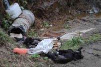 Rize'de Çöpte 5 Ölü Köpek Bulundu