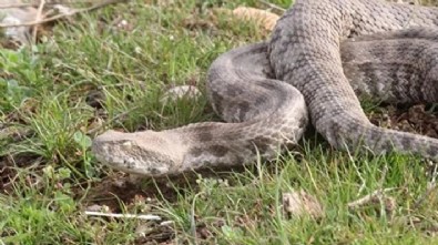 Yılanların şaşırtan görüntüsü: Birçok ilde aynı anda ortaya çıktılar