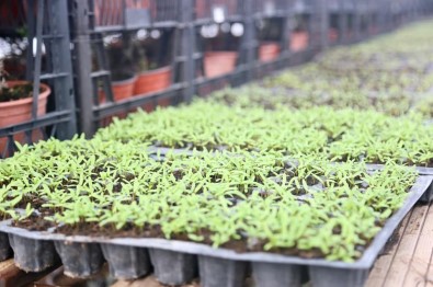 Aksaray Belediyesi Peyzaj Alanlarinda Kullandigi Bitkileri Kendisi Üretiyor