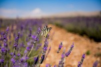 Elbistan'a Türkiye'nin En Büyük Lavanta Vadisi Kuruldu