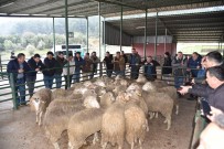 Üreticiye Damizlik Koç Destegi