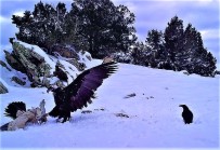 Yaban Hayatinin Agir Kis Kosullarinda Yiyecek Telasi