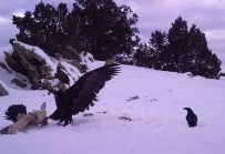Yaban Hayvanlarinin Yem Telasi Böyle Görüntülendi