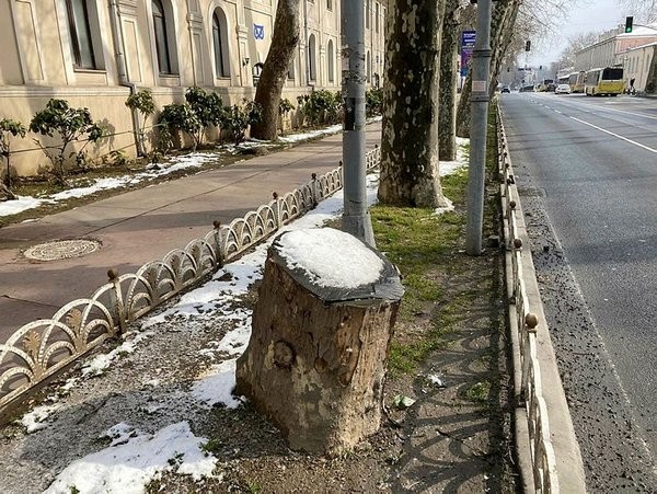 İBB asırlık ağaçları tedavi etmeden kökten kesti! Anıt çınarlarla ilgili şoke eden gerçek! Reklam panosu mu asılacak?