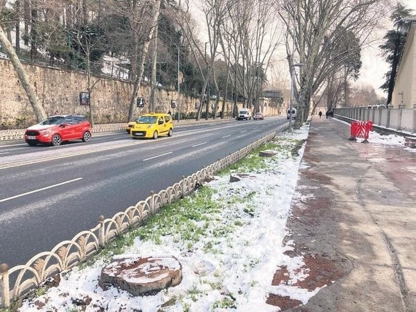 İBB asırlık ağaçları tedavi etmeden kökten kesti! Anıt çınarlarla ilgili şoke eden gerçek! Reklam panosu mu asılacak?