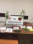 Antalya'da Uyusturucu Yetistirilen Evde 109 Kök Kenevir Bitkisi Ele Geçirildi