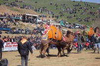 Ödemis'te 25. Konakli Deve Güresleri Gerçeklesti