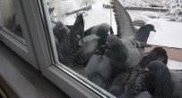 Bayburt Buz Kesti, Aç Kalan Güvercinler Pencerelerin Önüne Birakilan Yemlere Akin Etti Haberi