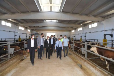 Baskan Büyükkiliç Açiklamasi 'Beydegirmeni'nde Besicilere Büyük Firsat'