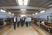 Baskan Büyükkiliç Açiklamasi 'Beydegirmeni'nde Besicilere Büyük Firsat'