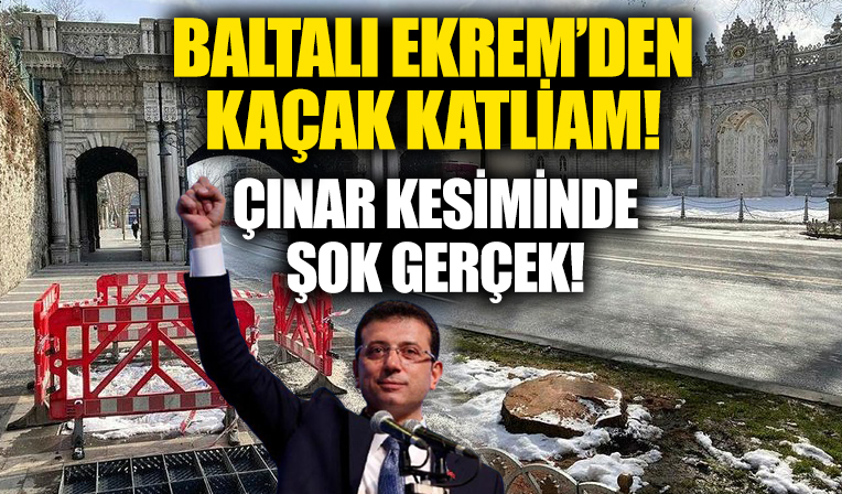 CHP'li İBB Çırağan Caddesi'ndeki çınarları kesmek için izin almadığı ortaya çıktı!