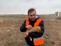 (ÖZEL) Her Gün 50 Kilometre Yol Giderek 400 Köpegi Besliyorlar