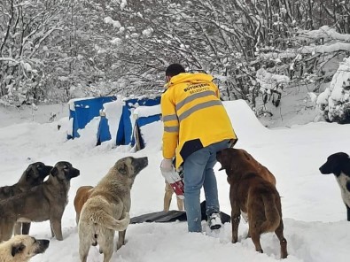 Sokaktaki Canlar Aç Kalmiyor