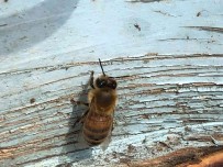 Yalanci Bahar Bal Arilarini Vurdu