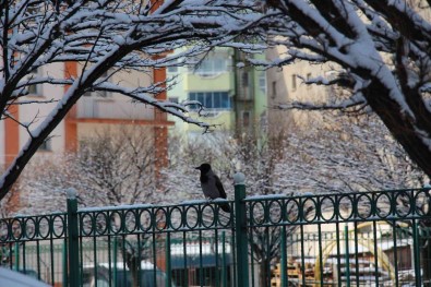 Kargalarin Kartopu Keyfi