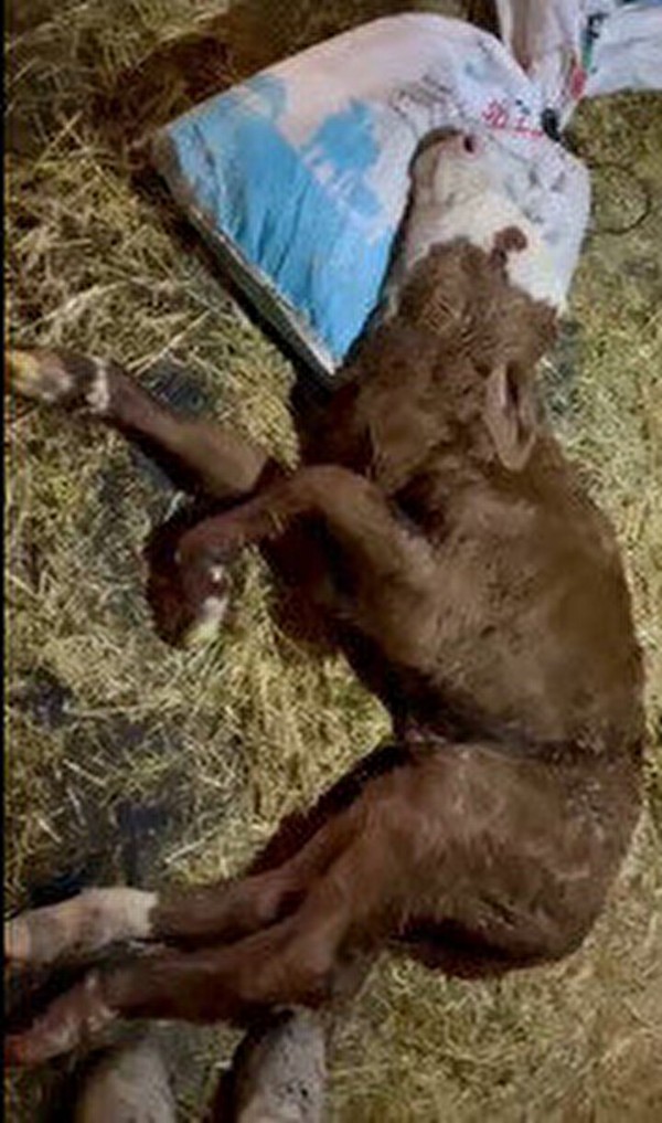 Kalbi boynunda doğdu! Herkesi şaşkına çevirdi!