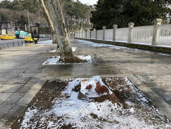 Çevre dernekleri İBB'nin çınar katliamına sessiz kaldı!