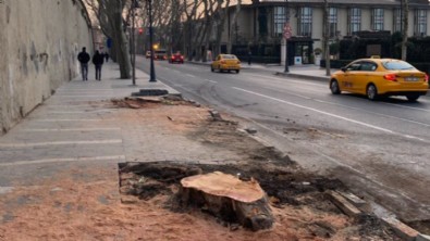 Çevre dernekleri İBB'nin çınar katliamına sessiz kaldı!