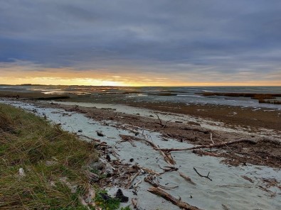 Yeni Zelanda'da Karaya Vuran Balinalardan 31'I Telef Oldu