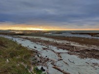 Yeni Zelanda'da Karaya Vuran Balinalardan 31'I Telef Oldu