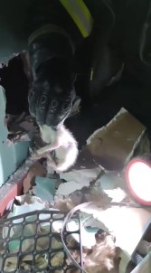 Yalova'da Asma Tavanda Sikisan Yavru Kedileri Itfaiye Kurtardi