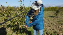 Balikesir'de Kinali Eller Meyve Agaçlarinda Budama Yapti