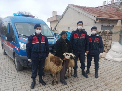 Çalinan Koyunlarini Bulan Jandarmaya Tesekkür Edip Dualarla Ugurladi