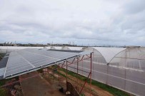 Hibe Destegiyle Sera Kurdu, Ürettigi Elektrigin Fazlasini Satmaya Basladi