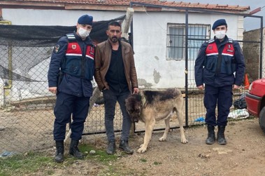 Kırıkkale'de kangal köpeği çalan şahıs, köpek tanınmasın diye öyle bir şey yaptı ki...