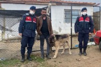 KIRIKKALE - Kırıkkale'de kangal köpeği çalan şahıs, köpek tanınmasın diye öyle bir şey yaptı ki...