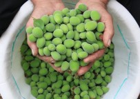 Turfanda Çagla Hasadi Yapildi, Kilosu 500 TL'den Satildi