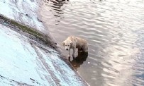 Az kalsın donuyordu: İtfaiye eri, göletten kurtardığı köpeği montuyla ısıttı