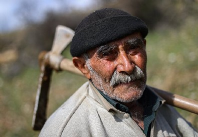 'Fidan dede' 35 yılda 550 bine yakın fidanı toprakla buluşturdu