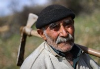 'Fidan dede' 35 yılda 550 bine yakın fidanı toprakla buluşturdu