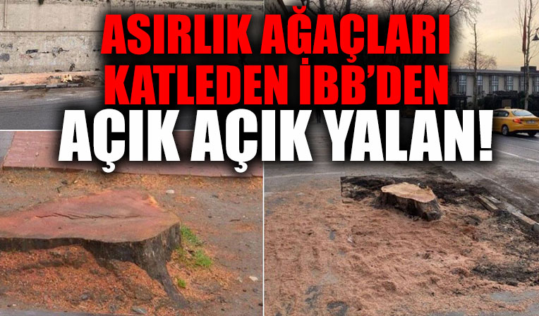 İBB 112 çınar için kesim izni bile almadı!