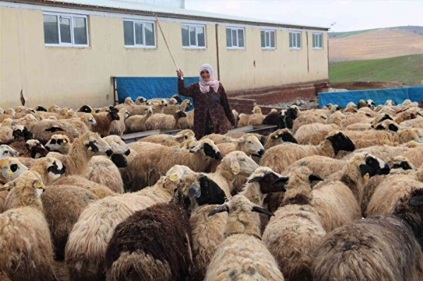 Şehirden sıkıldı köye yerleşti: Aldığı hibe ile paraya para demiyor