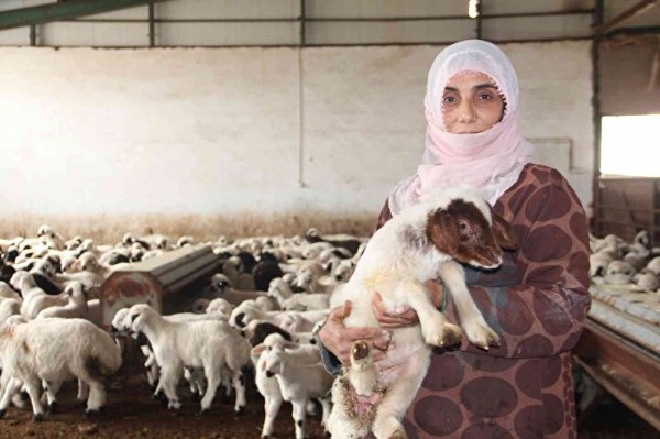 Şehirden sıkıldı köye yerleşti: Aldığı hibe ile paraya para demiyor