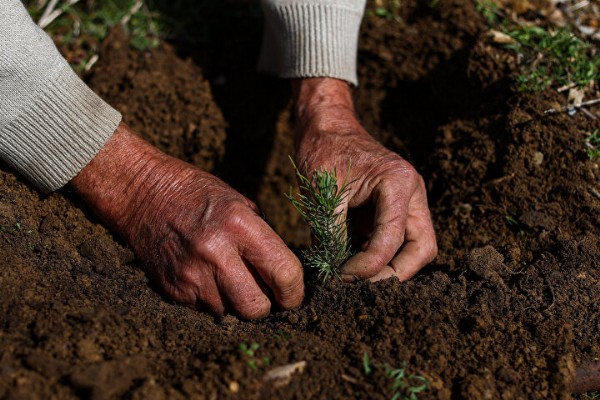 'Fidan dede' 35 yılda 550 bine yakın fidanı toprakla buluşturdu