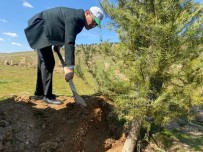 Alasehir'de 500 Adet Fidan Dikildi