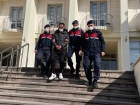Firari Hükümlüyü Jandarma Yakaladi