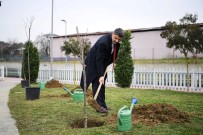 Herkes Dalindan Yesin Diye Yüzlerce Kiraz Ve Visne Ekildi