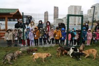 Küçükçekmece'de Can Dostlar Için Gelen 65 Bin Talep Degerlendirildi