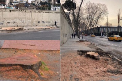 İBB'nin kestiği asırlık çınarlar peyzaj şirketi kurbanı mı?